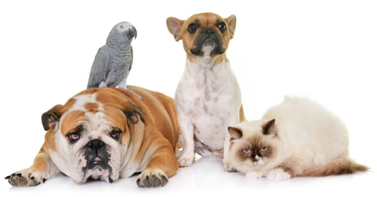 Os animais são sensitivos