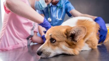 Os animais sentem dor