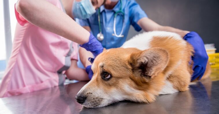 Os animais sentem dor