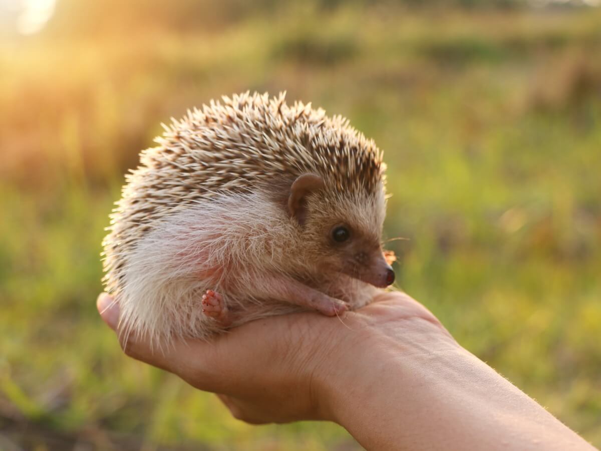 animais de estimação ouriço