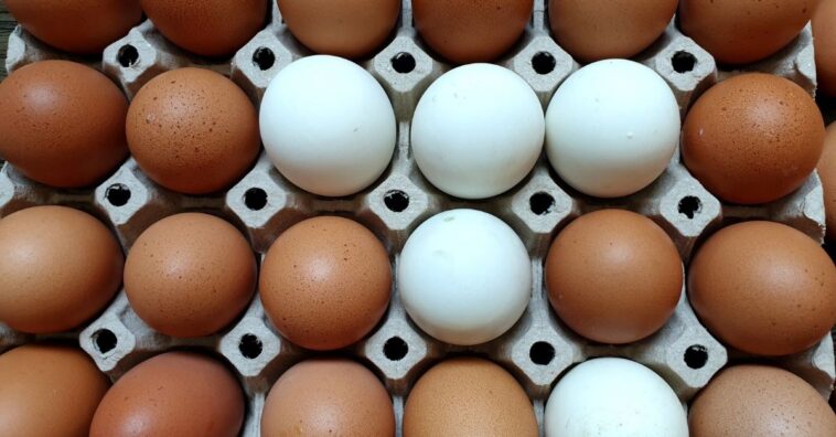 Ovo vermelho ou branco