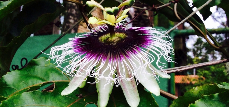 plantas exóticas Passiflora incarnata