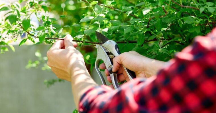 Pegar mudas de plantas pode render multa e até prisão
