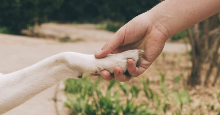 Perder um animal de estimação pode doer tanto quanto perder um familiar