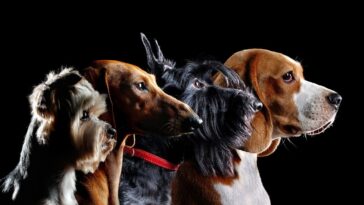 Peso ideal do cachorro