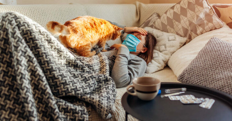Pets correm risco de pegar coronavírus
