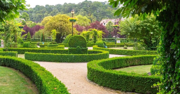 planta Pingo-de-ouro como cuidar