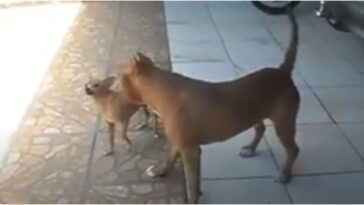 Pinscher ou pit bull