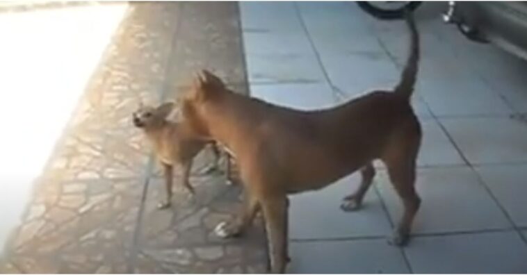 Pinscher ou pit bull