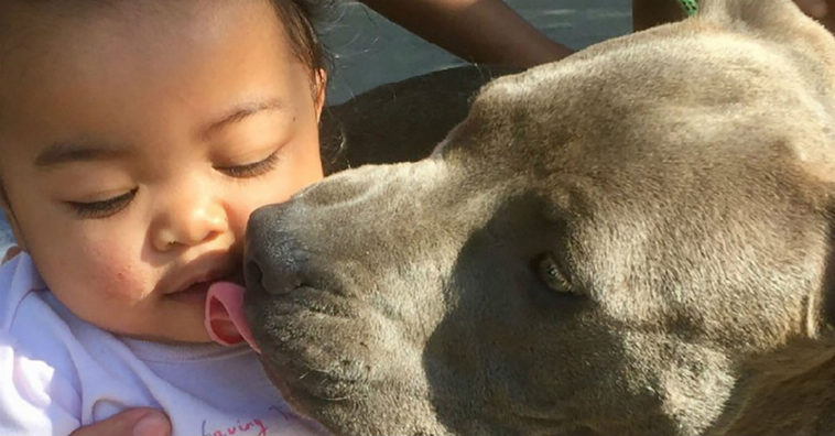 Pitbull arrasta bebê pela fralda para a salvar de incêndio