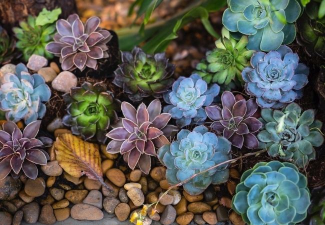 Plantas de interior