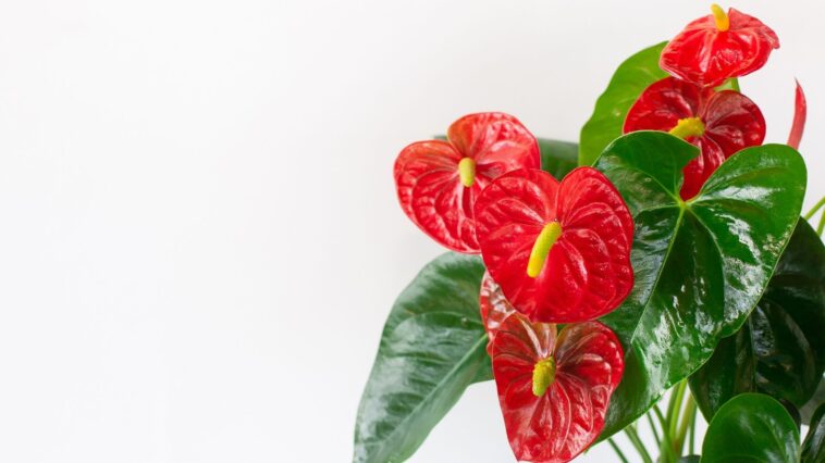 Plantas de interior que podem ser perigosas