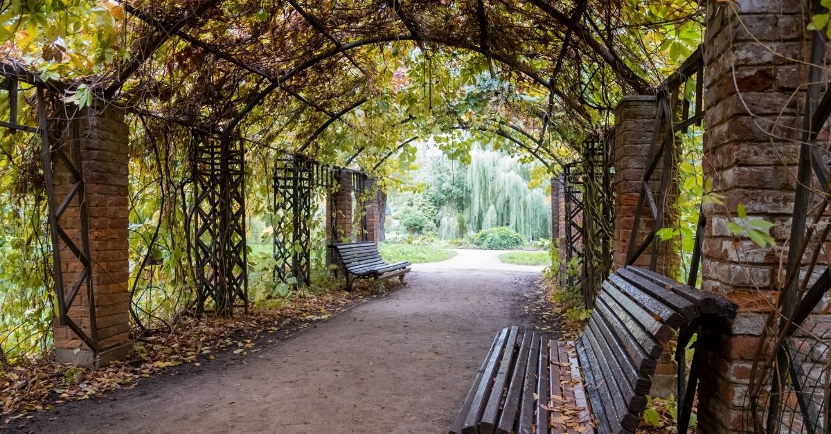 Plantas para cobrir pergolados