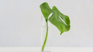 Plantas para cultivar na água