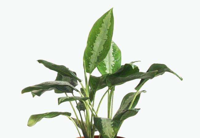 aglaonema - Plantas para cultivar na água