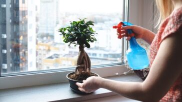 Plantas para não ter em casa de acordo com Feng Shui