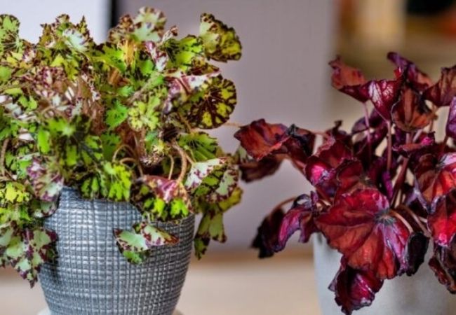 plantas aliviar o calor da casa begônia