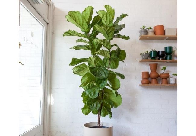 plantas aliviar o calor dentro de casa ficus