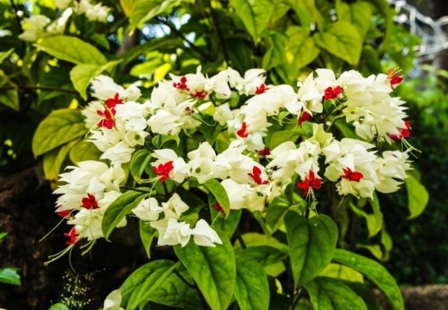 plantas para refrescar a casa no calor lágrima de cristo