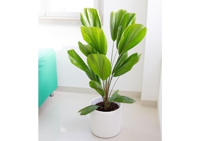 plantas para refrescar a casa palmeira