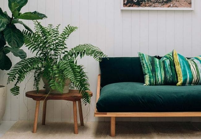 plantas para refrescar a casa samambaia