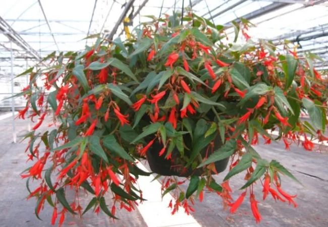 Plantas pendentes de sol begônia asa-de-dragão