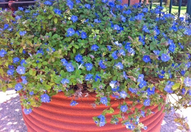 Plantas pendentes de sol tipo azulzinha