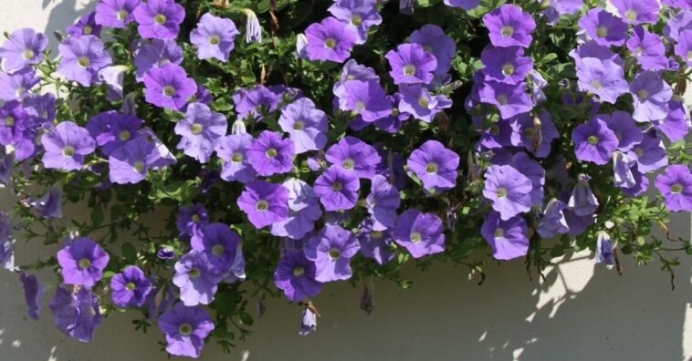 Plantas pendentes de sol