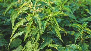 Plantas perigosas que você precisa conhecer