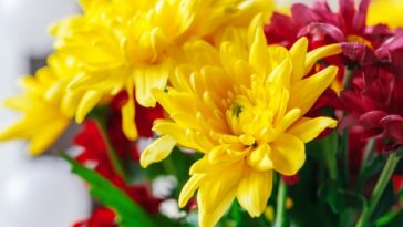 Plantas que afastam pulgas e carrapatos