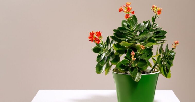 Plantas que deixam o ambiente mais úmido