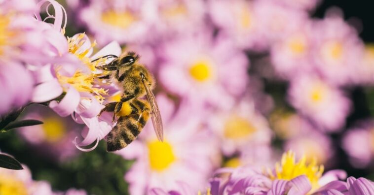 Plantas que atraem e salvam as abelhas