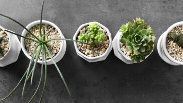 Plantas que crescem rápido e são fáceis de cultivar