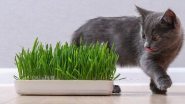 Plantas que os gatos adoram