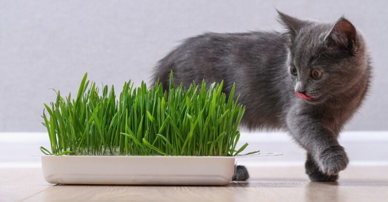 Plantas que os gatos adoram