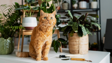 Plantas que os gatos não gostam