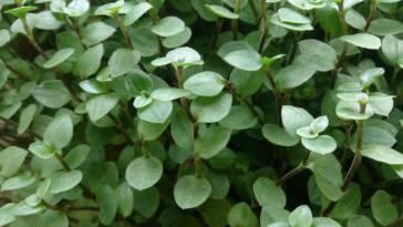 Plantas rasteiras para jardim e vasos