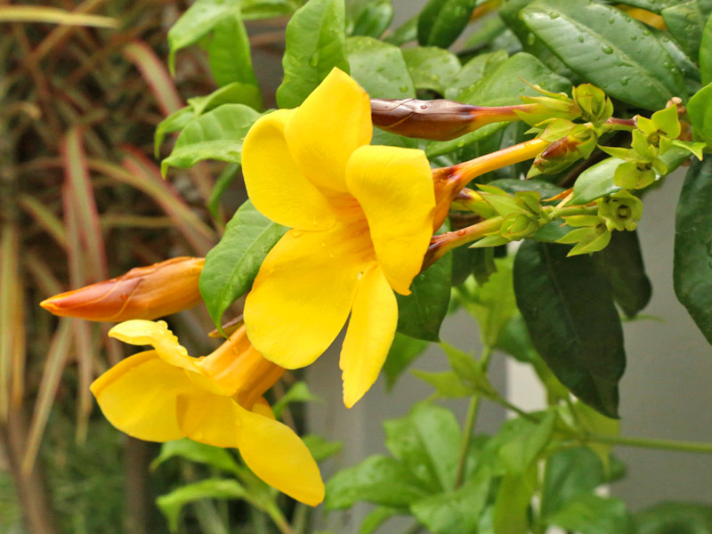 Plantas que gostam de sol Allamanda