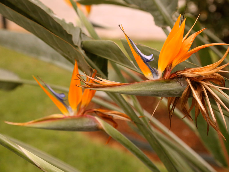 Plantas que gostam de sol Strelitzia
