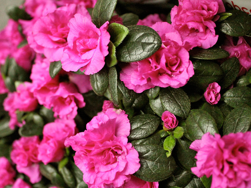 Plantas que gostam de sol azaleia