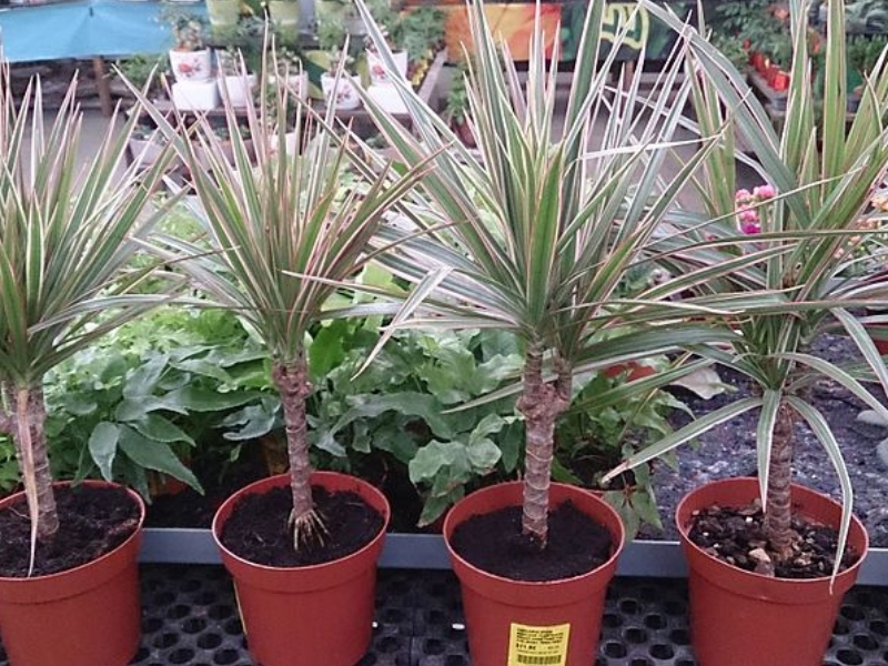 Plantas que gostam de sol dracena