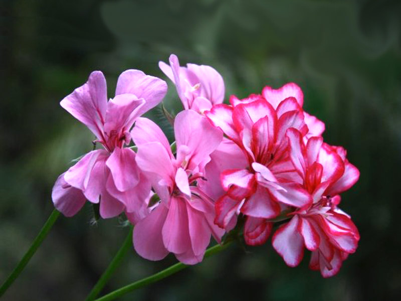 Plantas que gostam de sol geranio