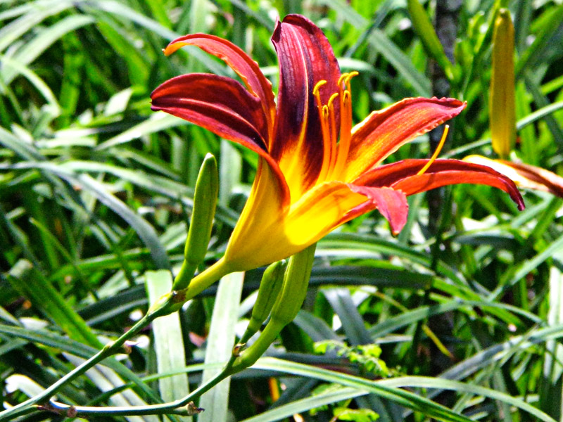 Plantas que gostam de sol hemerocale