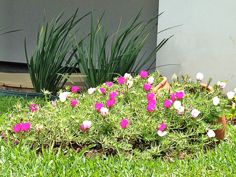 Plantas que gostam de sol onze-horas