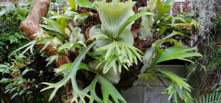 plantas exóticas Platycerium