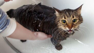 Pode dar banho em gatos