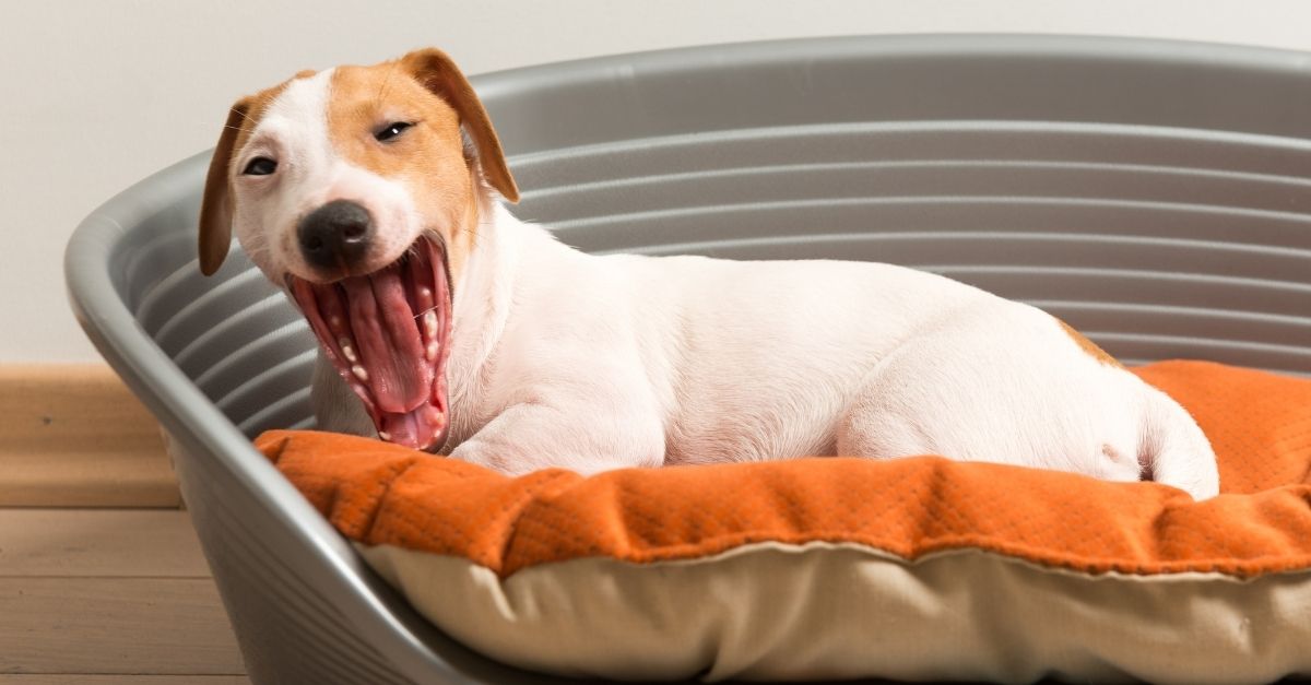 calmante para cachorro