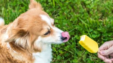 Pode dar picolé para cachorro
