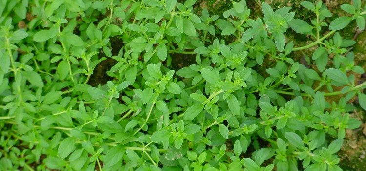 Poejo como fazer o chá