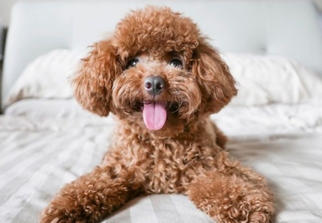 cachorro que não solta pelo poodle